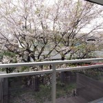 桜の眺望(内装)