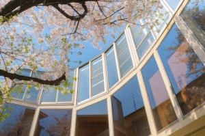 中目黒,桜の木と過ごすデザイナーズテラスハウス【賃貸/SOHO可/～22万/40㎡以上】